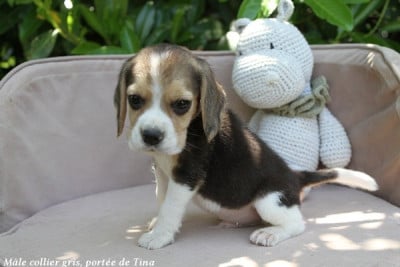 Les chiots de Beagle