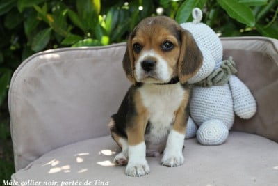 Les chiots de Beagle