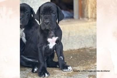 Les chiots de Dogue allemand