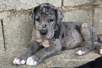 Les chiots de Dogue allemand