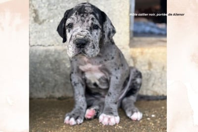 Les chiots de Dogue allemand