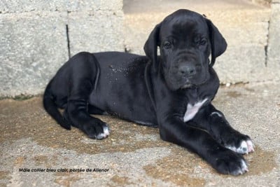 Les chiots de Dogue allemand