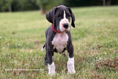 Les chiots de Dogue allemand