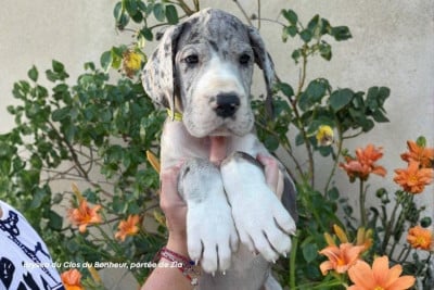 Les chiots de Dogue allemand