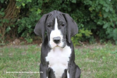 Les chiots de Dogue allemand