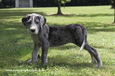 Les chiots de Dogue allemand