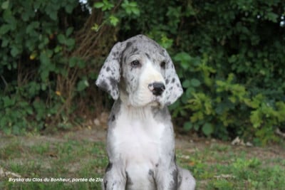 Les chiots de Dogue allemand