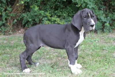 Les chiots de Dogue allemand