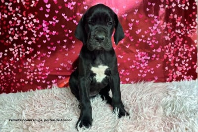 Les chiots de Dogue allemand