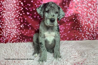 Les chiots de Dogue allemand