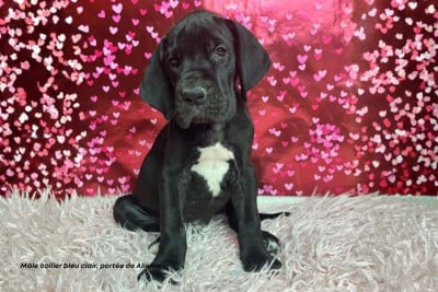 Les chiots de Dogue allemand