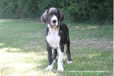 Baghera du Clos du Bonheur - Dogue allemand