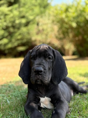 Les chiots de Dogue allemand
