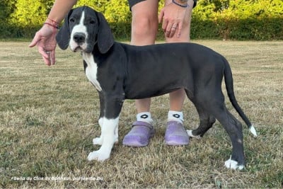 Les chiots de Dogue allemand