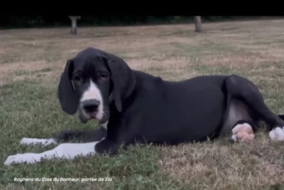 Les chiots de Dogue allemand