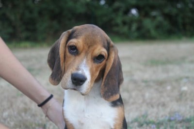 Les chiots de Beagle