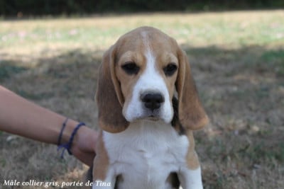 Les chiots de Beagle