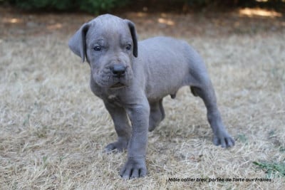 Les chiots de Dogue allemand
