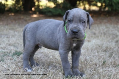 Les chiots de Dogue allemand