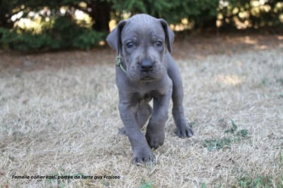 Les chiots de Dogue allemand