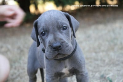 Les chiots de Dogue allemand