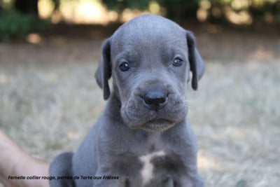 Les chiots de Dogue allemand