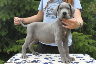 Les chiots de Dogue allemand