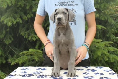 Les chiots de Dogue allemand