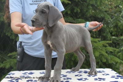 Les chiots de Dogue allemand