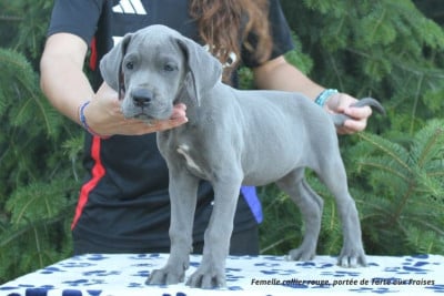 Les chiots de Dogue allemand
