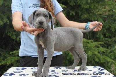 Les chiots de Dogue allemand