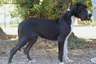 Les chiots de Dogue allemand