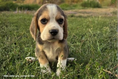 Mâle collier gris - Beagle