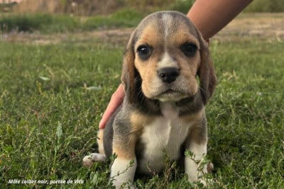 Mâle collier noir - Beagle