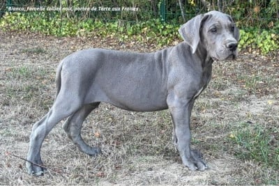 Les chiots de Dogue allemand
