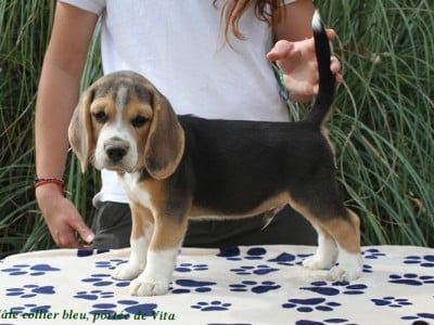 Les chiots de Beagle