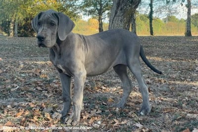Les chiots de Dogue allemand