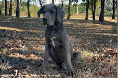 Les chiots de Dogue allemand