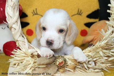 Beagle