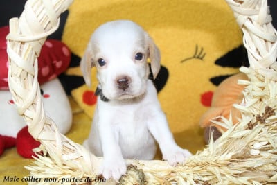 Mâle collier noir - Beagle