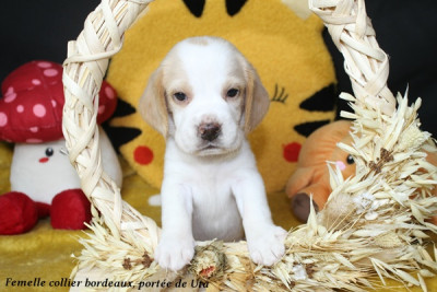 Femelle collier bordeaux - Beagle
