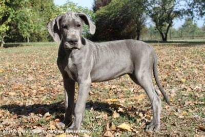 Beryl - Femelle collier blanc - Dogue allemand