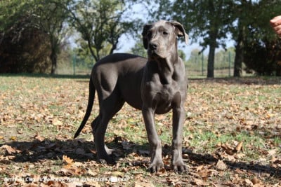 Betsy - Femelle collier kaki - Dogue allemand