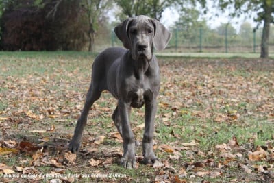 Bianca - Femelle collier noir - Dogue allemand