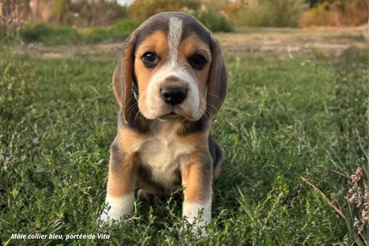Beagle - du clos du bonheur