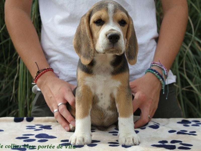 Beagle - du clos du bonheur