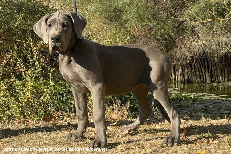 Dogue allemand - du clos du bonheur