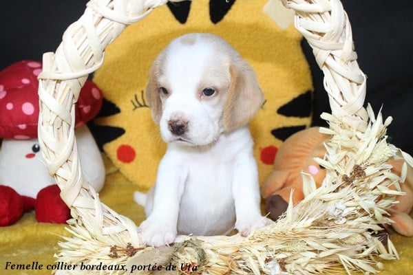Beagle - du clos du bonheur
