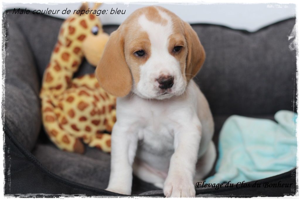 Chiot Elevage du clos du bonheur eleveur de chiens Beagle chiot beagle