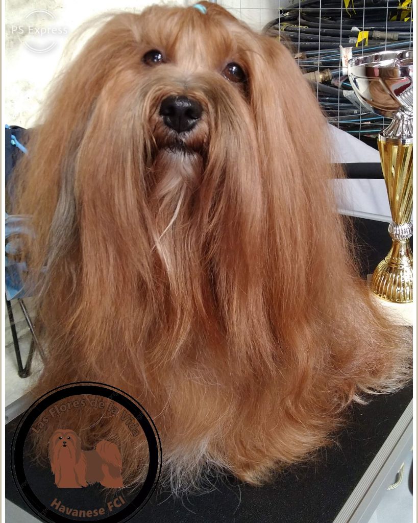 CH. Oye chica baila de las flores de la vida - 2 ème excellent rcacs - rcacib